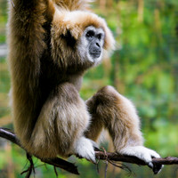 zoo animals