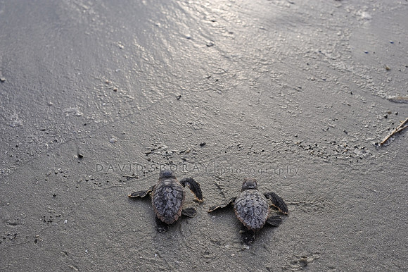 Next Generation - Harbor Island, SC